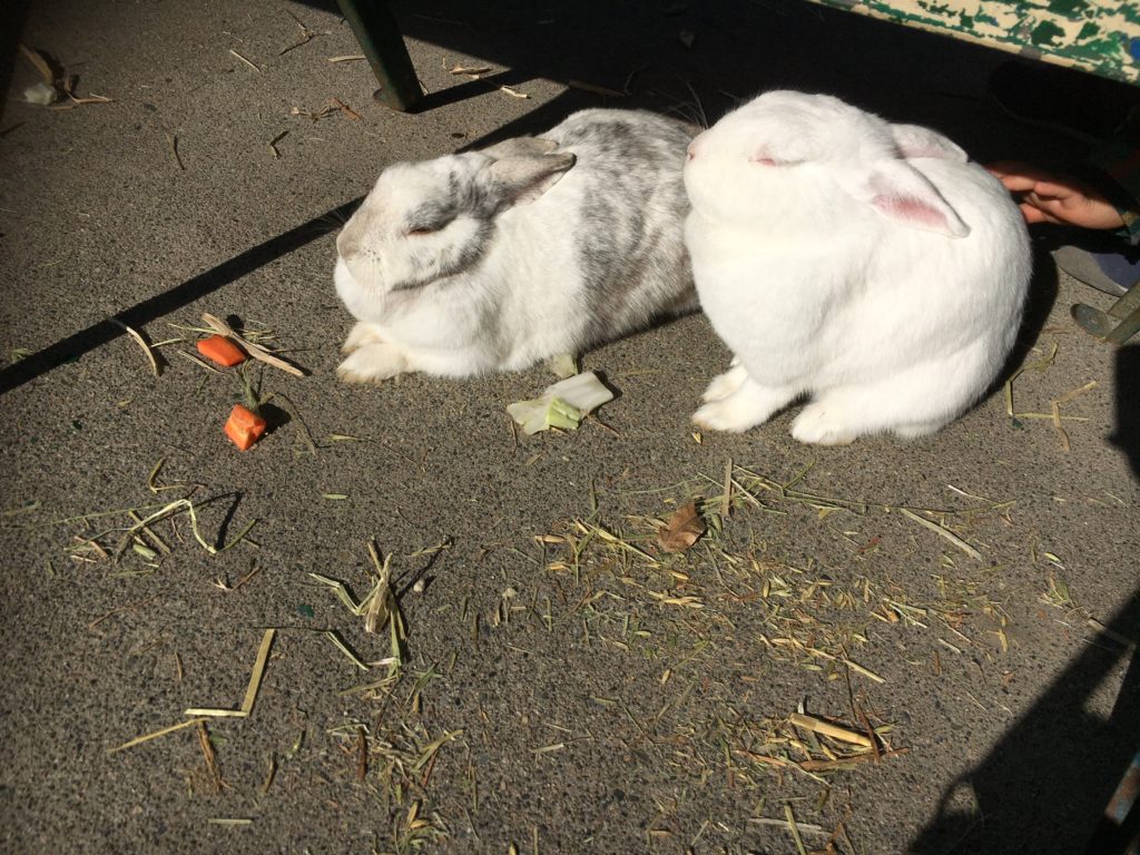 宇都宮動物園