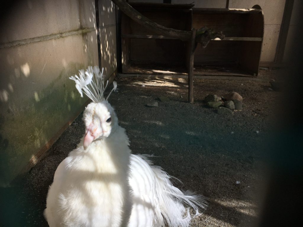 宇都宮動物園