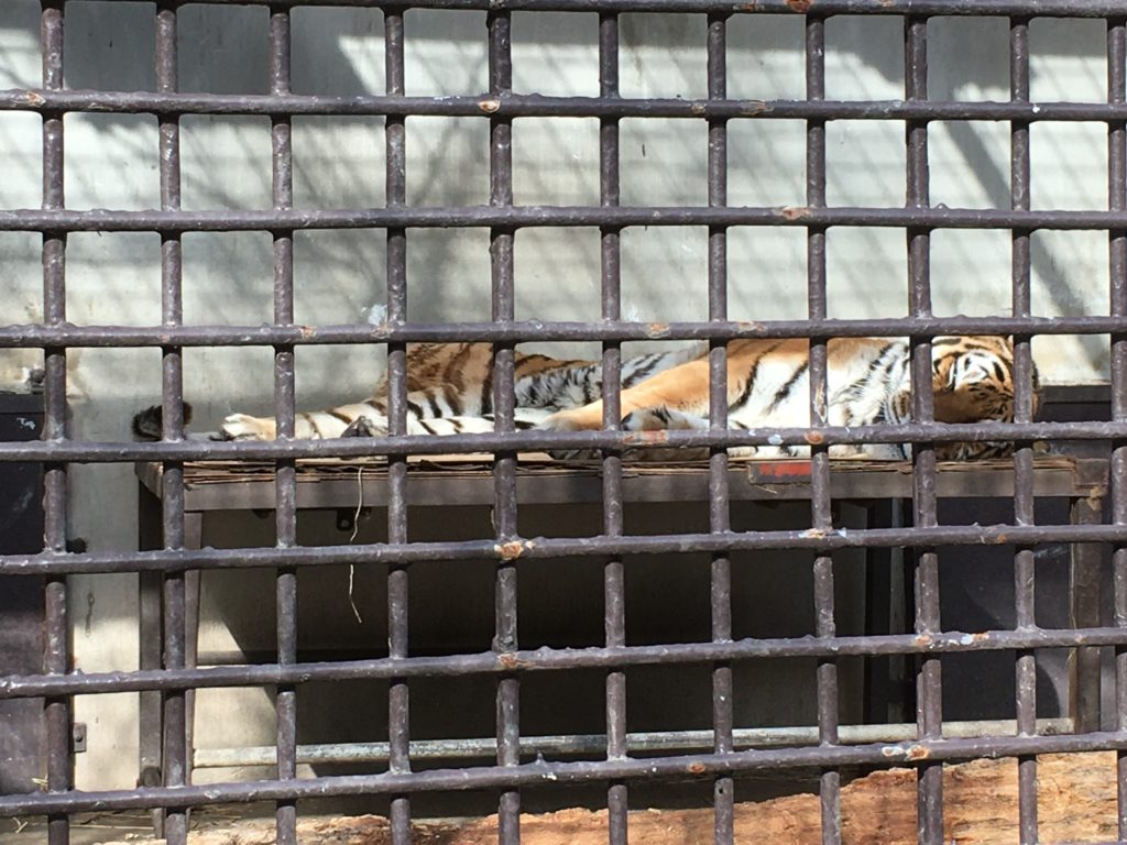 宇都宮動物園