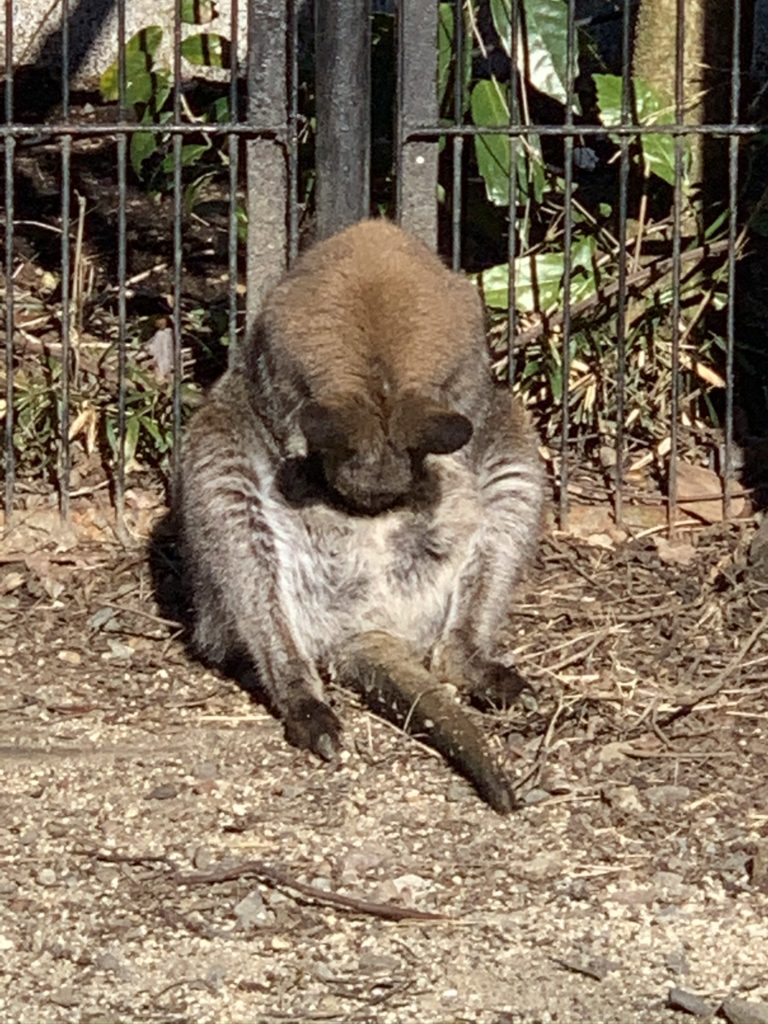 宇都宮動物園