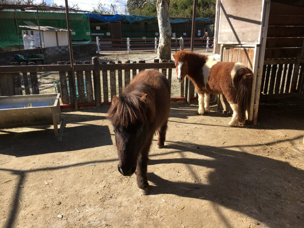 宇都宮動物園