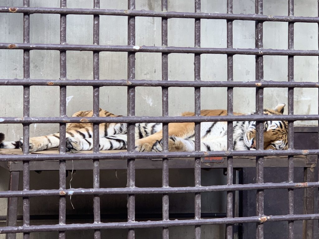 宇都宮動物園