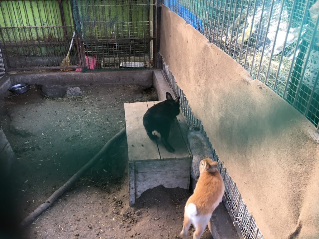 宇都宮動物園