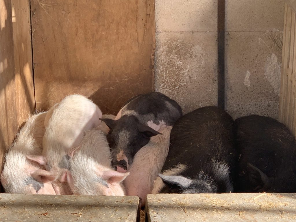 宇都宮動物園