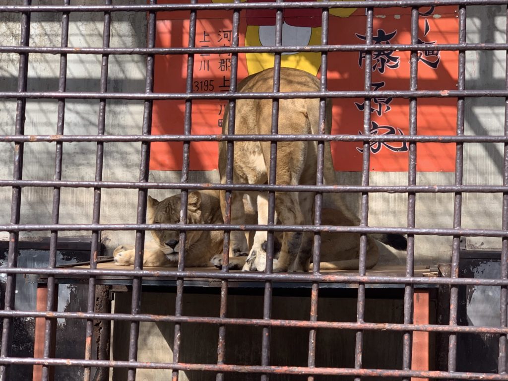 宇都宮動物園