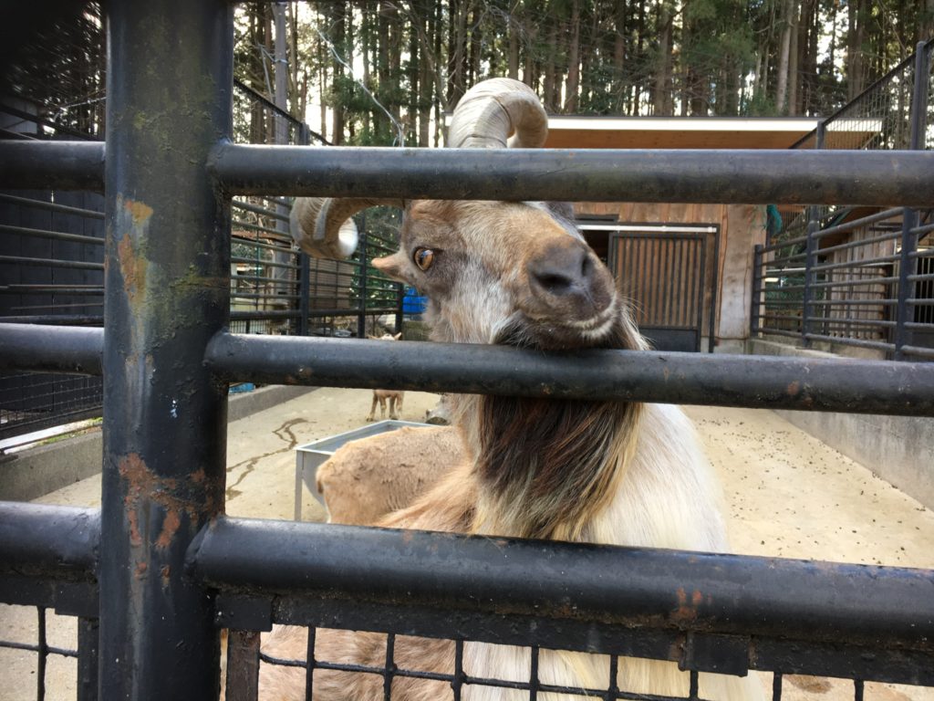 宇都宮動物園