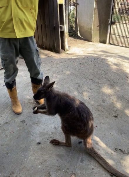 宇都宮動物園