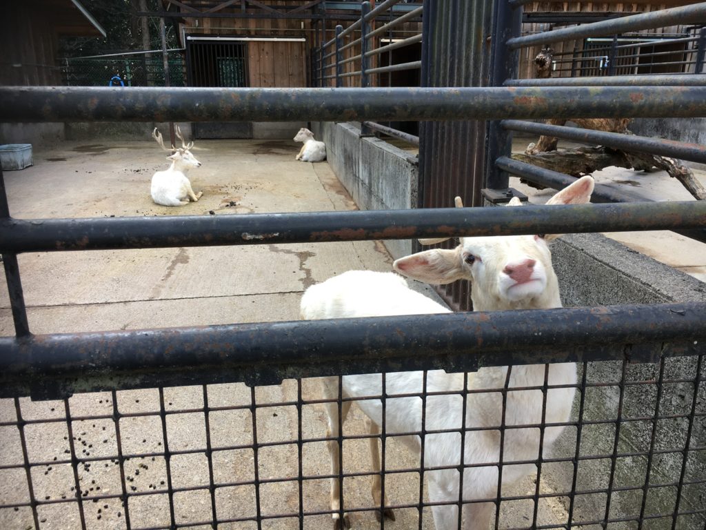 宇都宮動物園