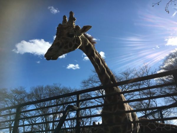 宇都宮動物園@栃木【愛に溢れる餌あげ体験】