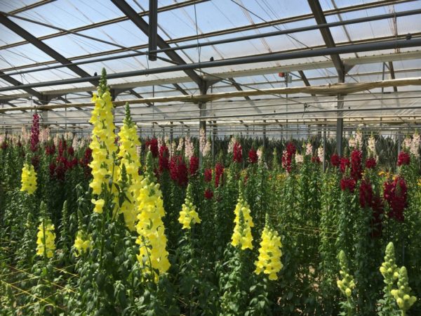 道の駅おおつの里花倶楽部