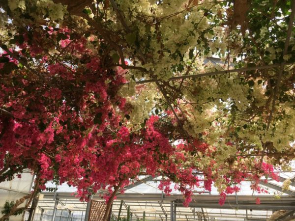 道の駅おおつの里花倶楽部