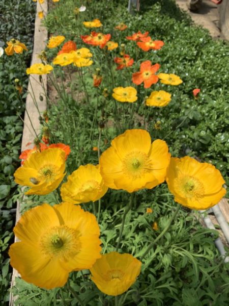 道の駅おおつの里花倶楽部