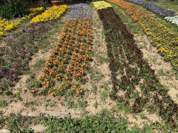 道の駅おおつの里花倶楽部