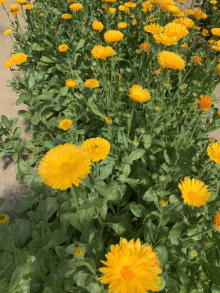 道の駅おおつの里花倶楽部