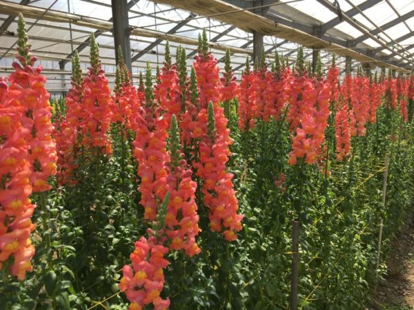 道の駅おおつの里花倶楽部