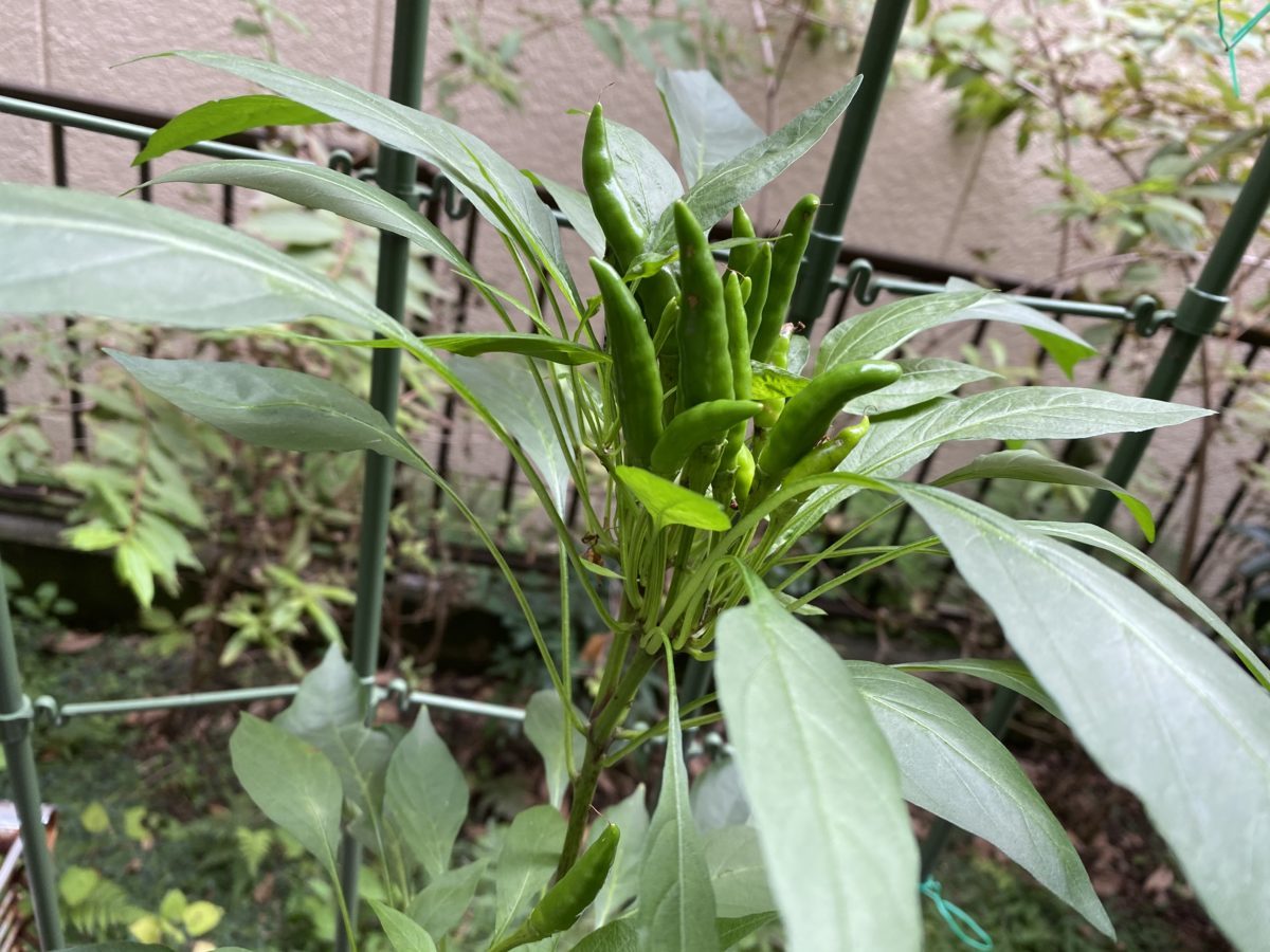 家庭菜園トウガラシ10月