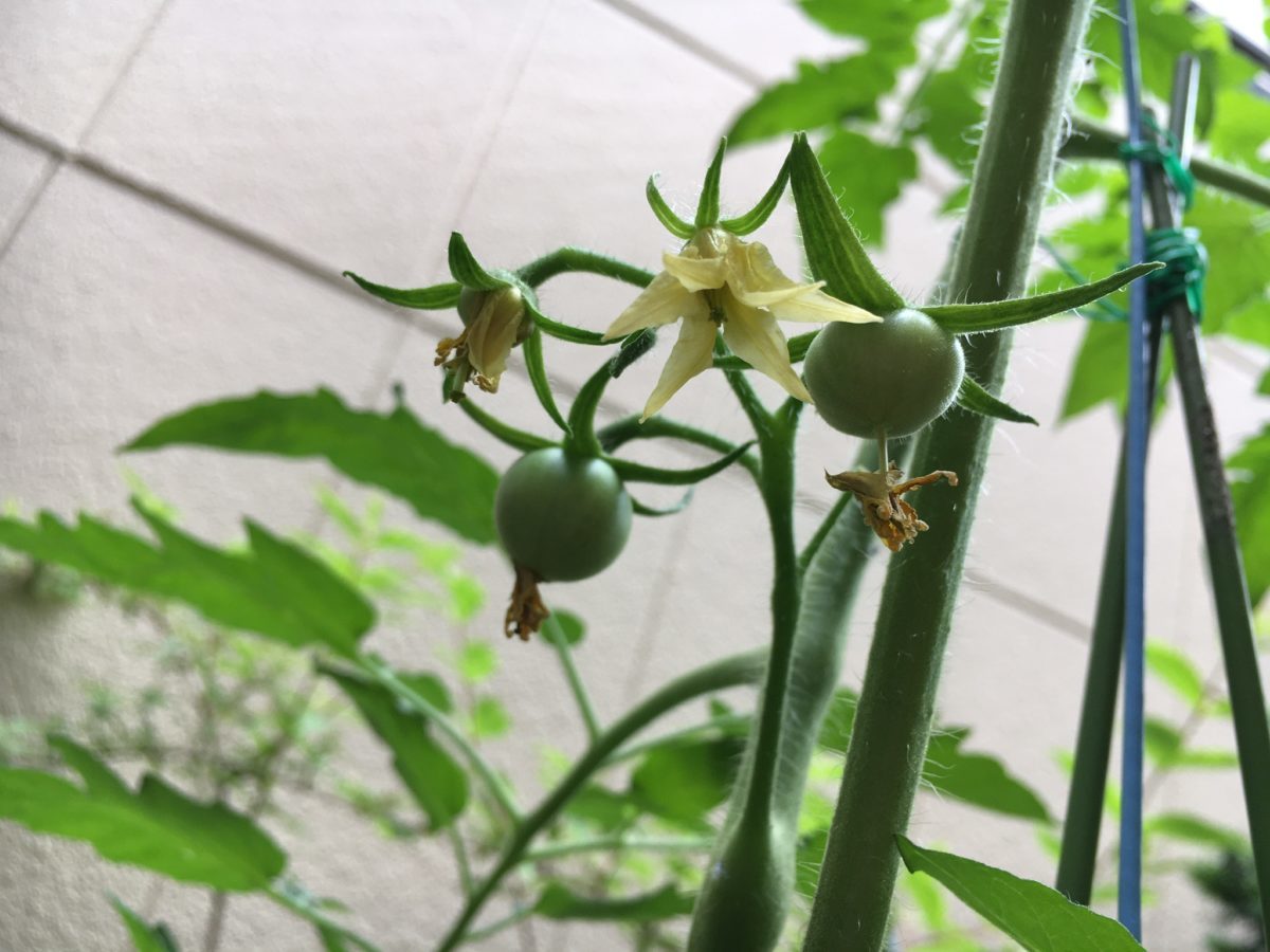 家庭菜園トマト6月