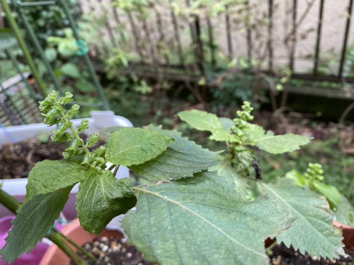 家庭菜園シソ10月