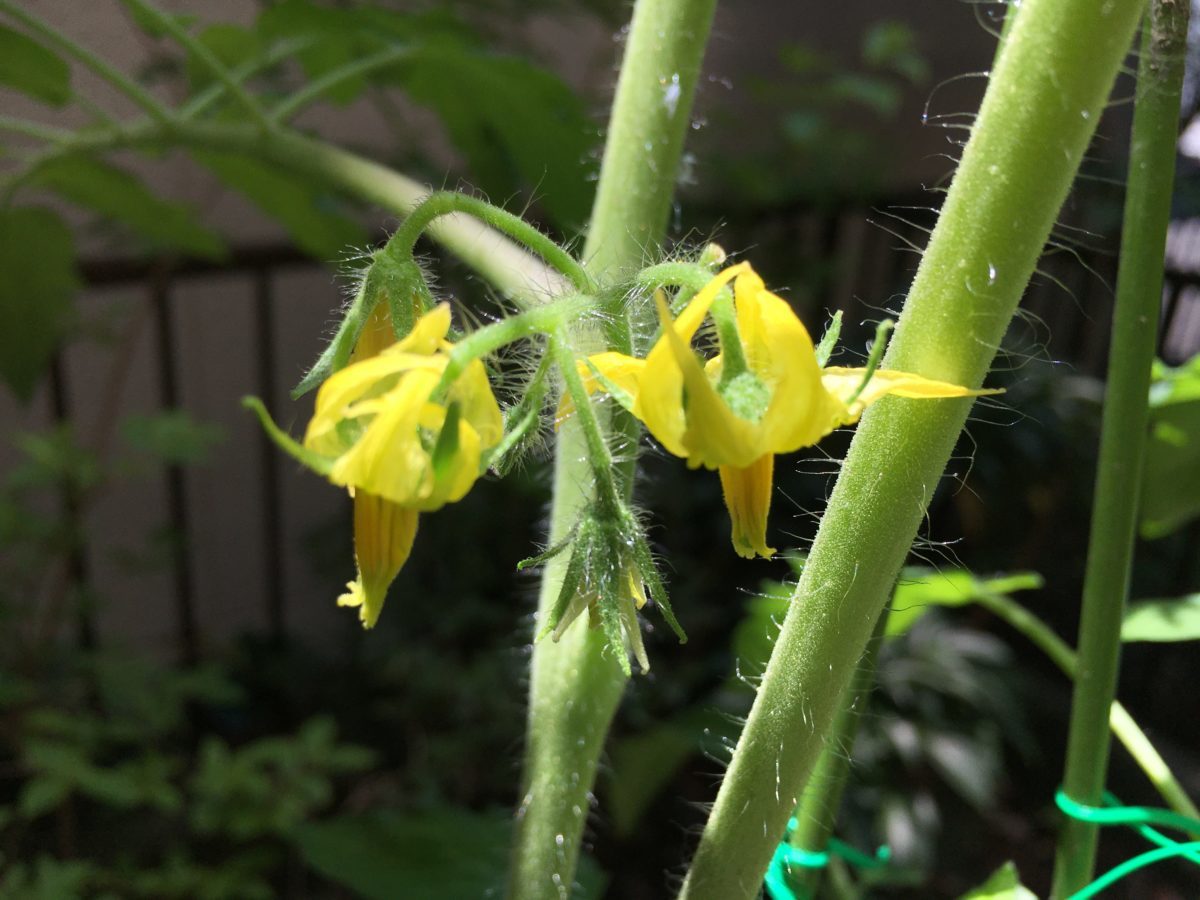 家庭菜園トマト5月