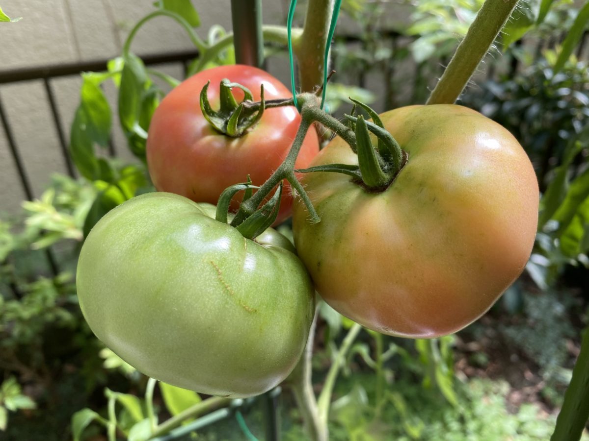 家庭菜園トマト7月