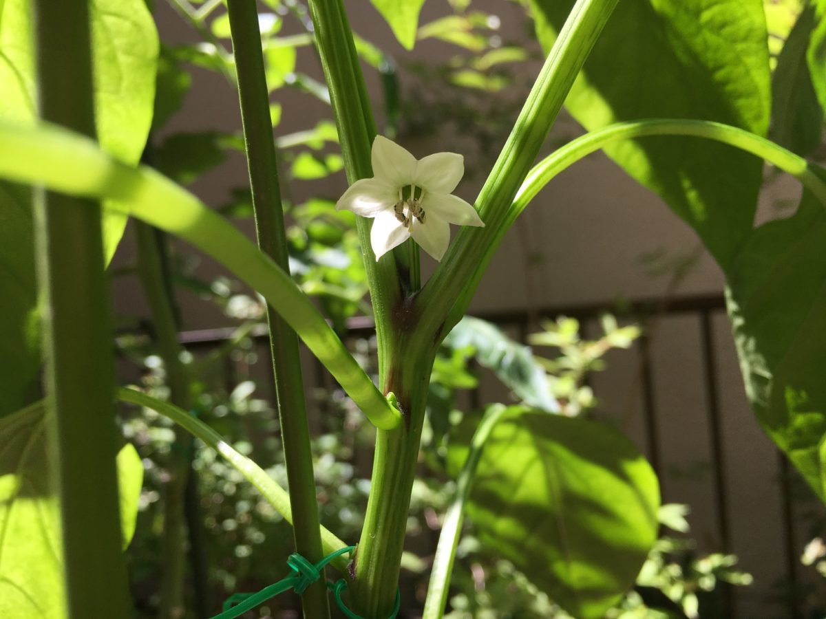 家庭菜園ピーマン6月