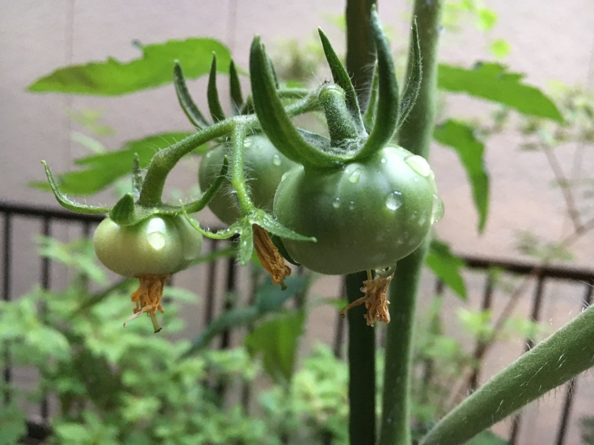 家庭菜園トマト6月