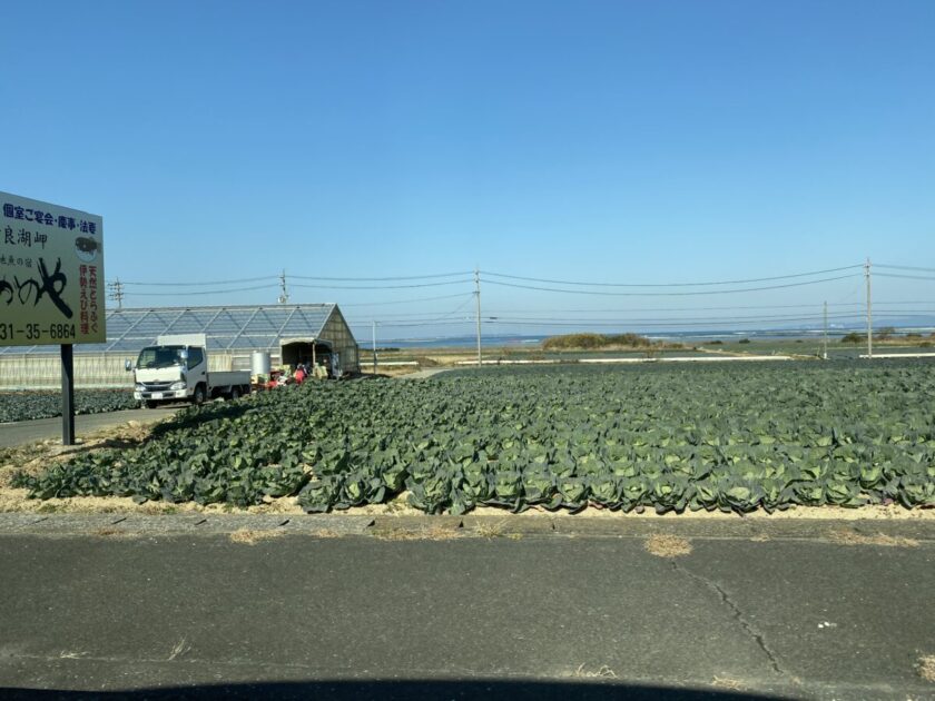 田原キャベツ畑