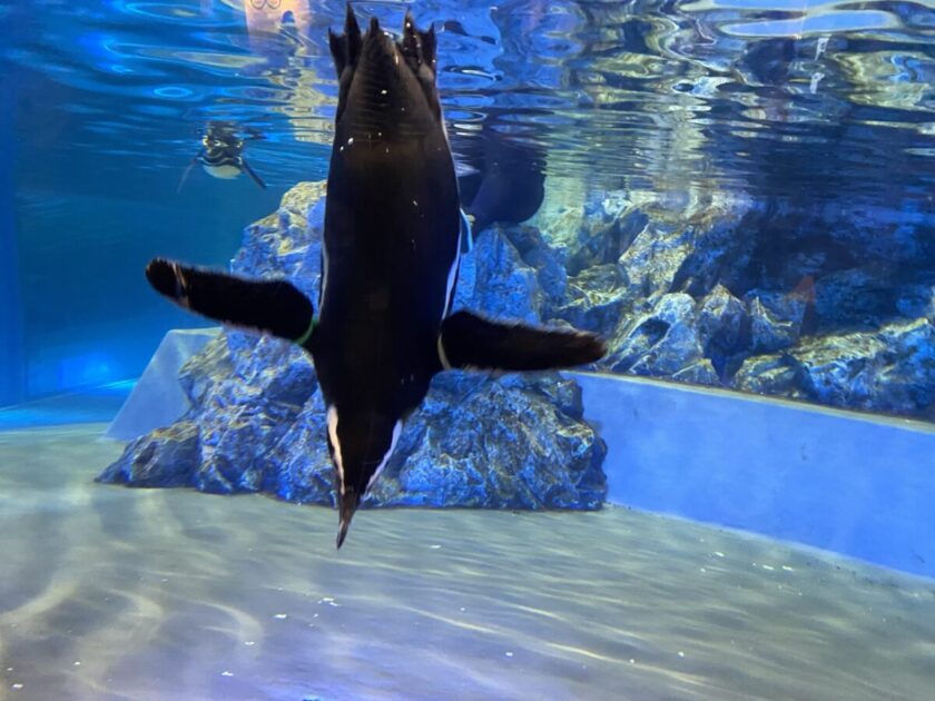 すみだ水族館