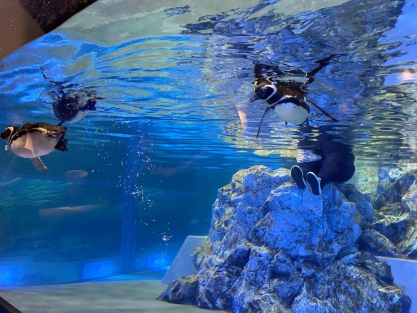 すみだ水族館