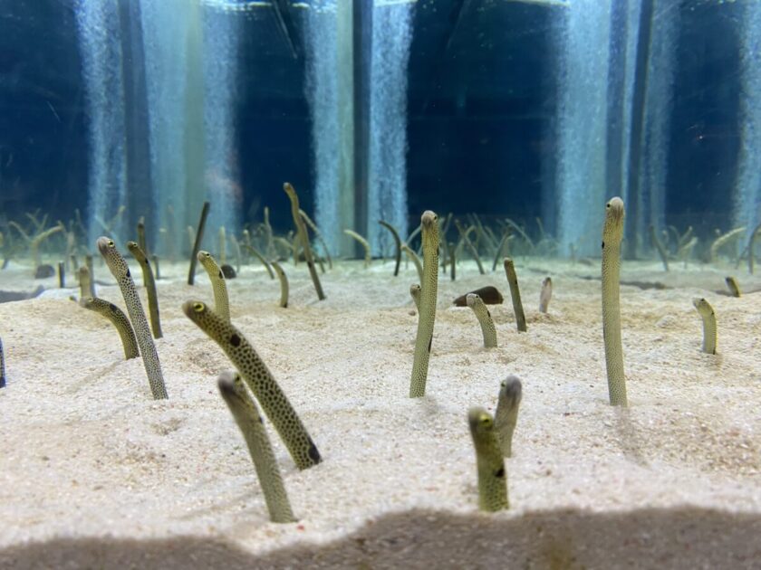 すみだ水族館