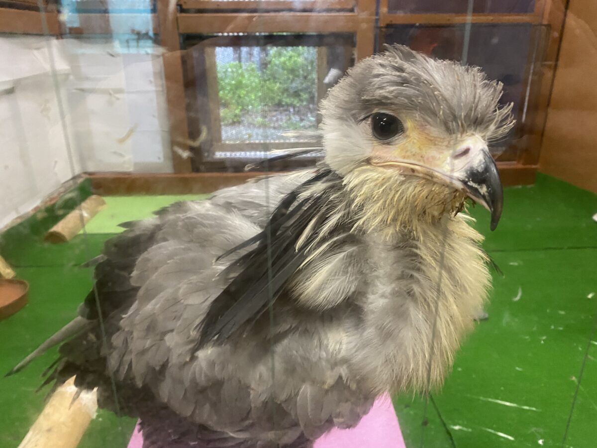 東武動物公園（後半）@埼玉【ヘビクイワシのちゃづけ】