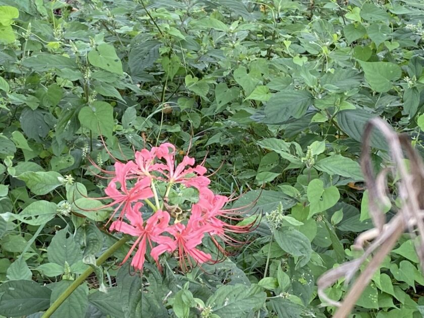 台田運動公園彼岸花