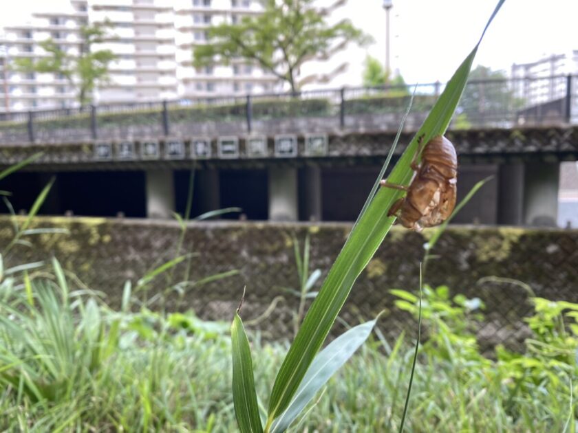 IKEカード妙正寺川第一調節池