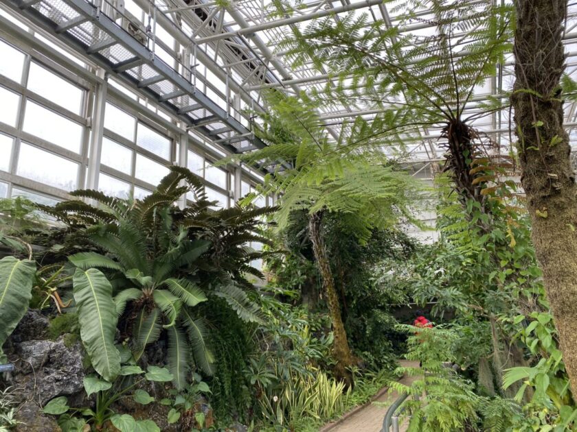 神代植物公園大温室