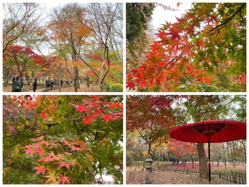 神代植物公園かえで園