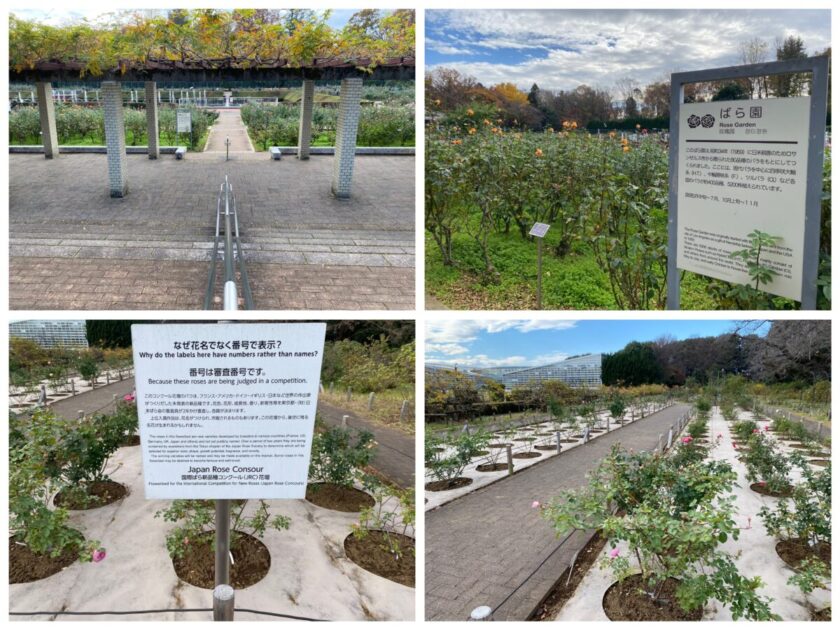 神代植物公園バラ園