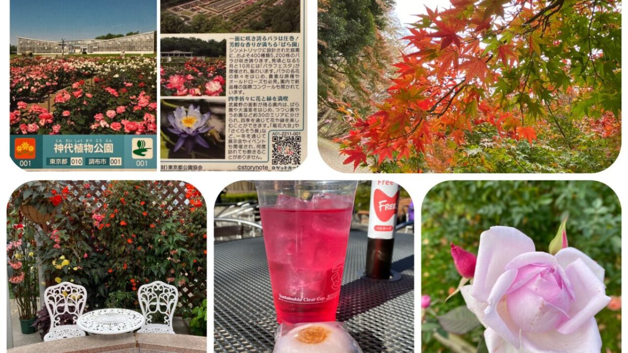 神代植物公園 東京 ロゲットカードと秋バラ 紅葉 ブログ