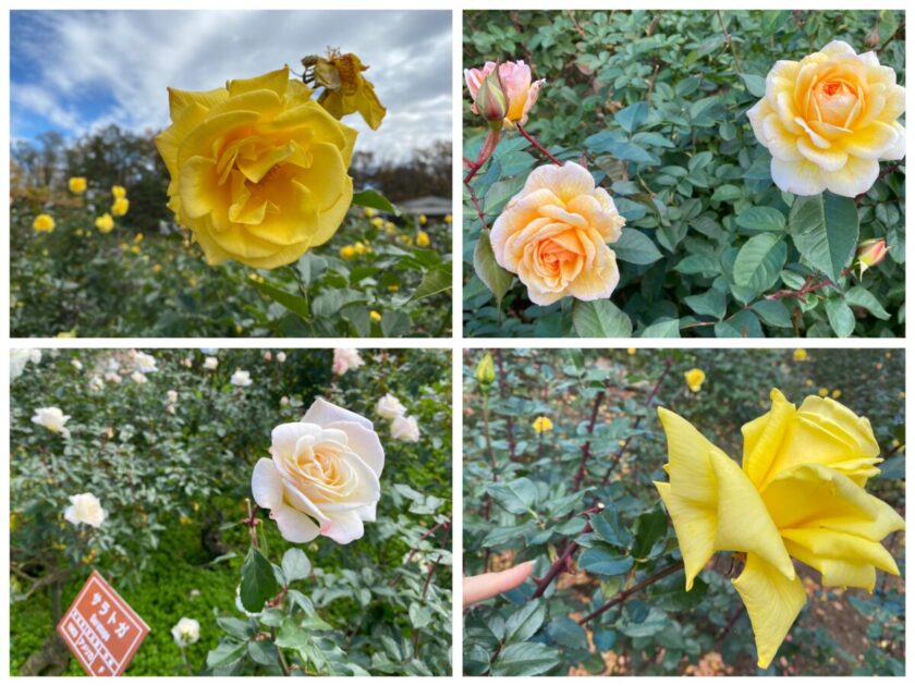 神代植物公園バラ園