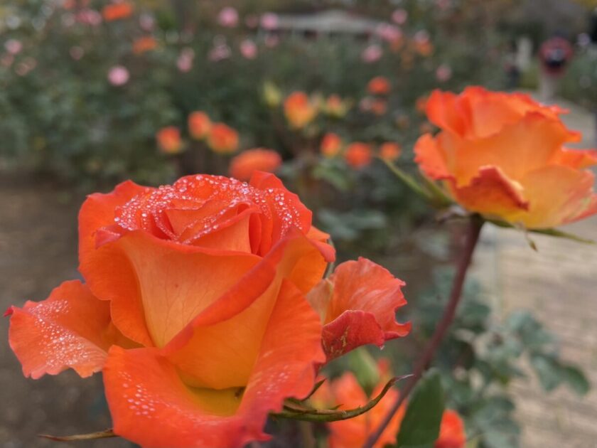 神代植物公園バラ園