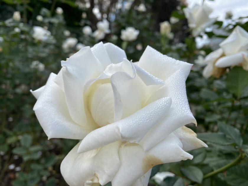 神代植物公園バラ園