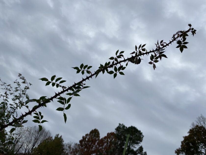 神代植物公園バラ園