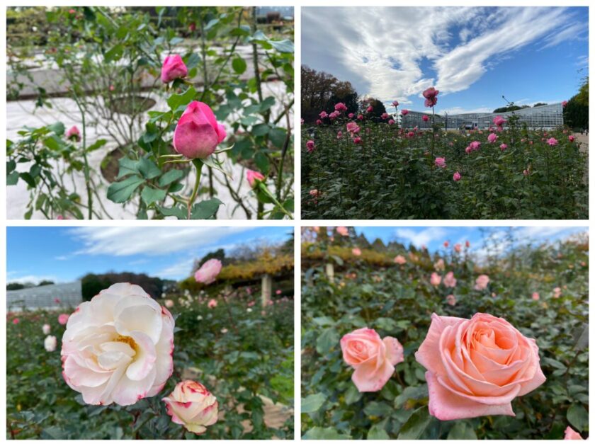 神代植物公園バラ園