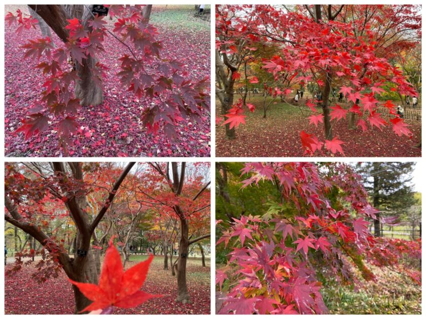 神代植物公園かえで園