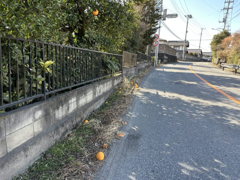 鉢形駅からの道に落ちていた柑橘類