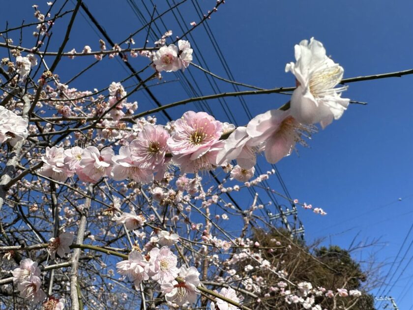 寄居町散策中に見つけた梅