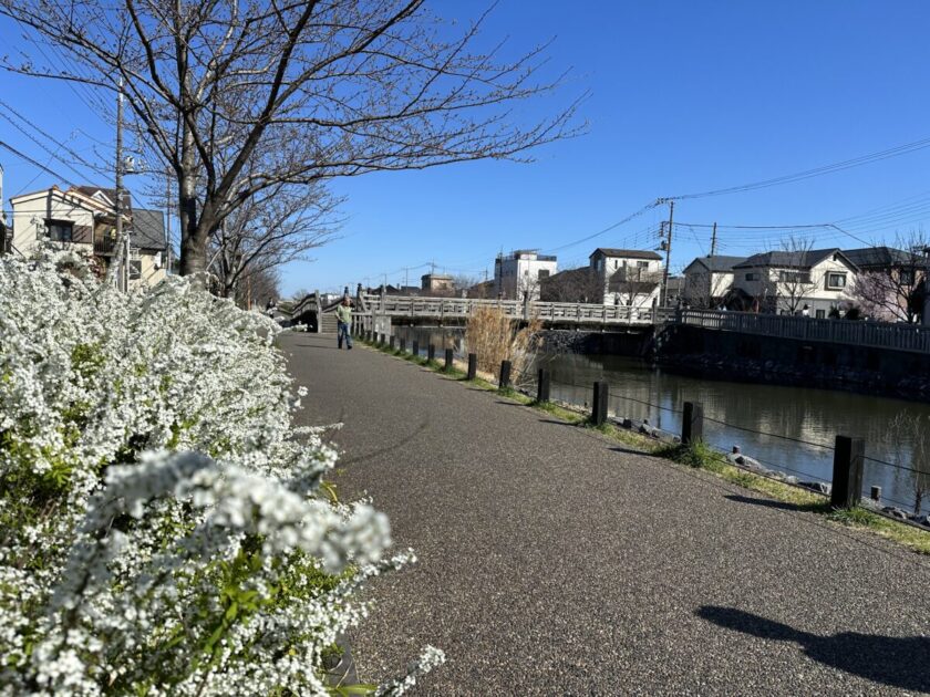 新川千本桜サイクリング