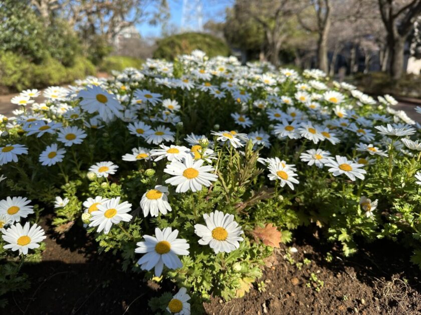 富士公園