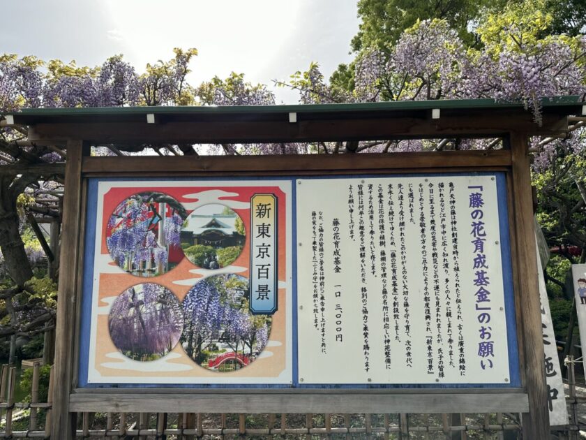 藤の花育成基金