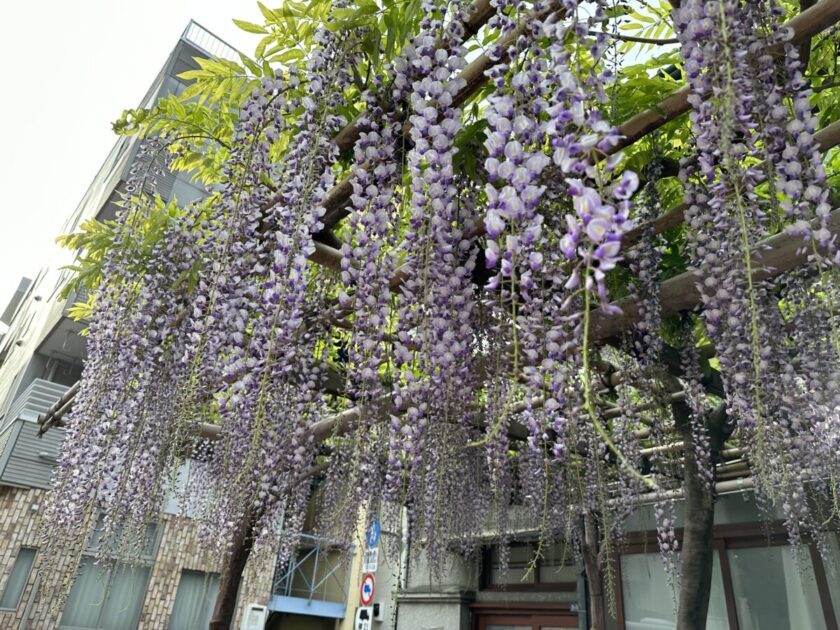 船橋屋亀戸天神前本店の藤