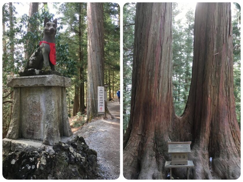 参道の途中にある夫婦杉